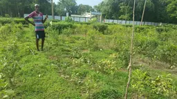 কুলাউড়ার কালিটি চা বাগানের শতাধিক চা গাছ কেটে ফেলেছে দুর্বৃত্তরা