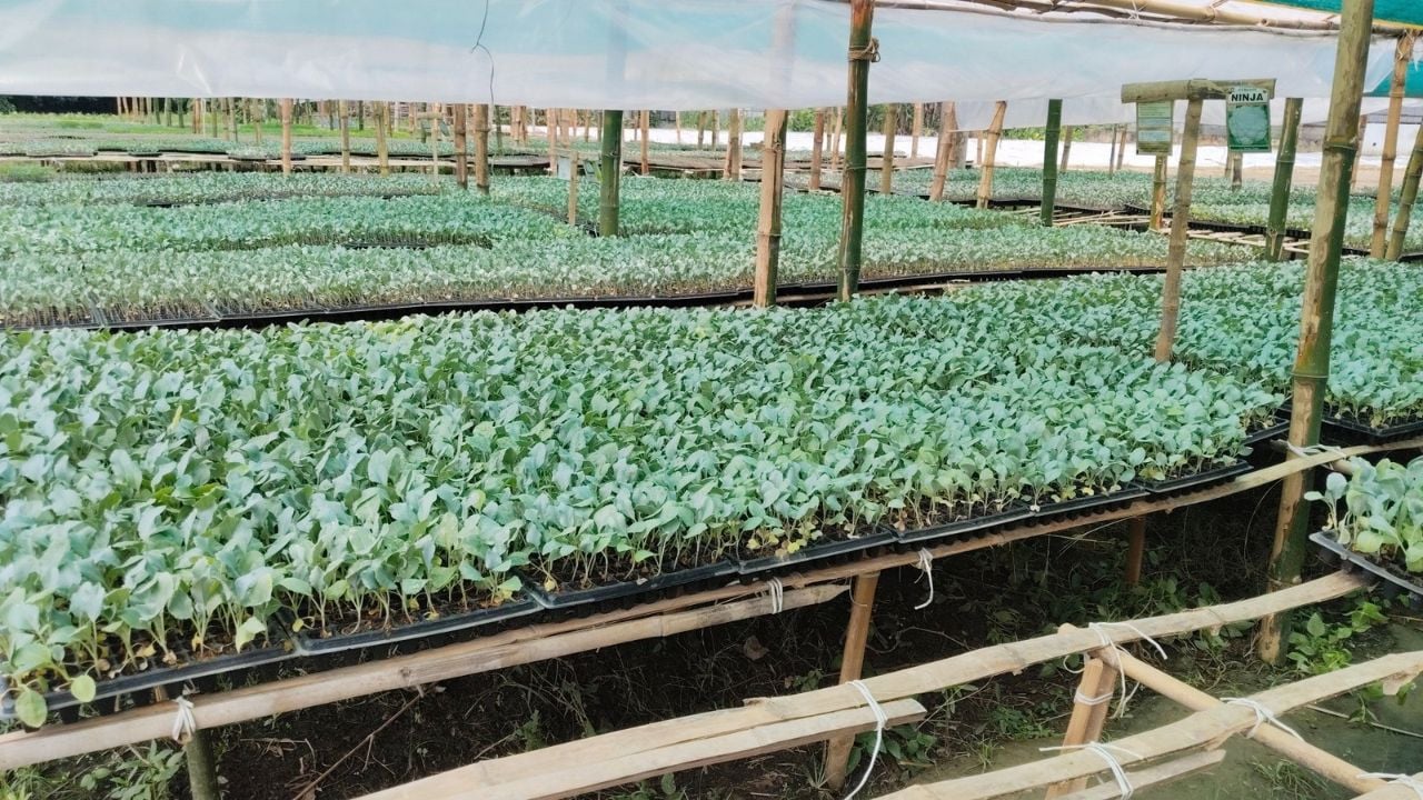 কোকোপিট ব্যবহার করে চারা উপাদন । ছবি: আমার দেশ