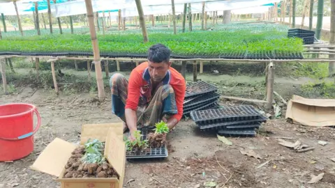 
ময়নামতিতে জমির পাশাপাশি কোকোপিট ব্যবহার করে চারা উৎপাদন