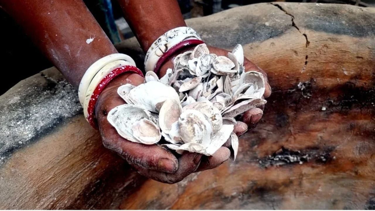 ঝিনুক। ছবি: আমার দেশ