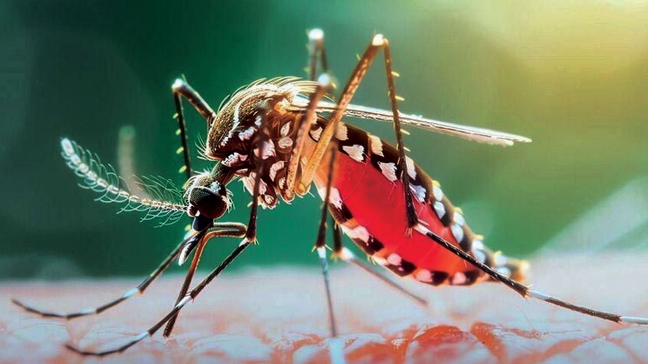 ডেঙ্গু ছড়িয়েছে ৬৪ জেলায় বাড়ছে প্রাণহানি