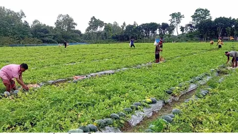 পীরগঞ্জে অসময়ে তরমুজ চাষ, লাভবান হচ্ছেন চাষিরা