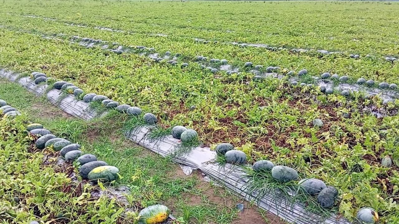 তরমুজ চাষ। ছবি: আমার দেশ