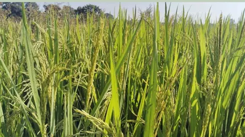 চারঘাটে রোপা আমনের বাম্পার ফলনের আশা