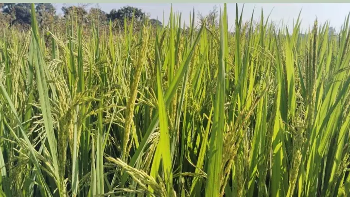 চারঘাটে রোপা আমনের বাম্পার ফলনের আশা