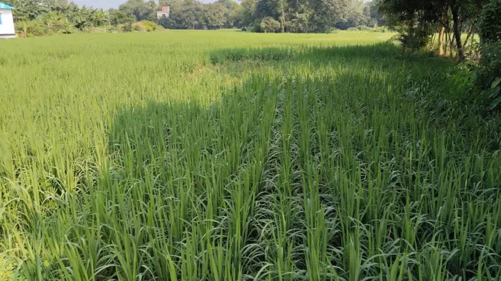 কুমিল্লায় বাজারে নৈরাজ্য, ২১ টাকার সার ৪০ টাকা