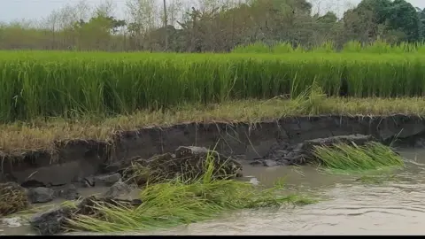 সদরপুরে ভাঙনে বিলীন হচ্ছে বিস্তীর্ণ জনপদ