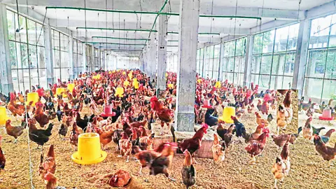নানা সংকটে খুঁড়িয়ে চলছে জয়পুরহাটের পোলট্রি শিল্প