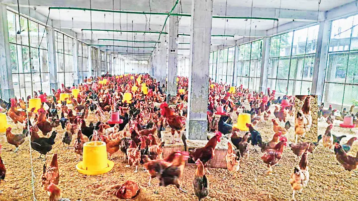 নানা সংকটে খুঁড়িয়ে চলছে জয়পুরহাটের পোলট্রি শিল্প