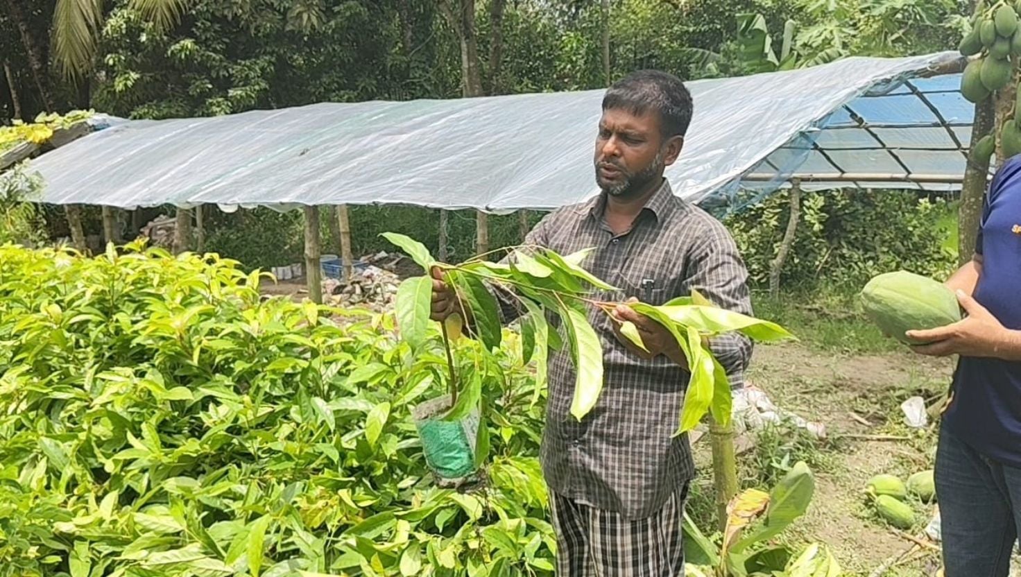 কুমিল্লায় রাতের আঁধারে ৫ শতাধিক ফলদ গাছ কর্তন