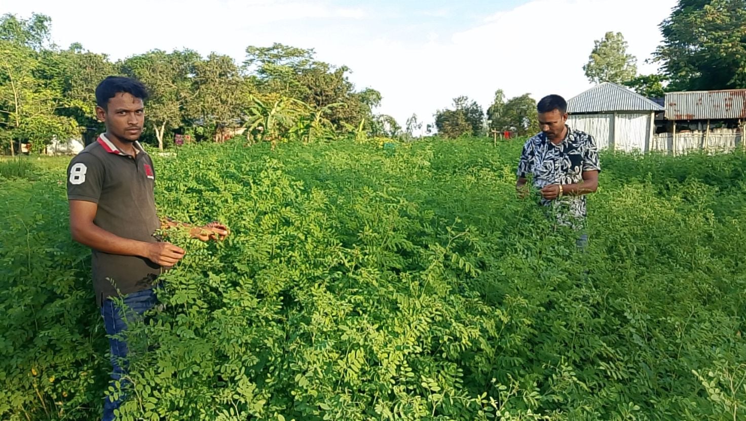 সেই নীলই আজ গঙ্গাচড়ার কৃষকের স্বপ্ন