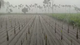আগাম আলু ও সবজি নিয়ে দুশ্চিন্তায় কৃষক