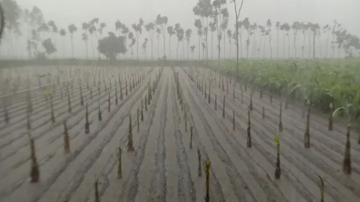 আগাম আলু ও সবজি নিয়ে দুশ্চিন্তায় কৃষক