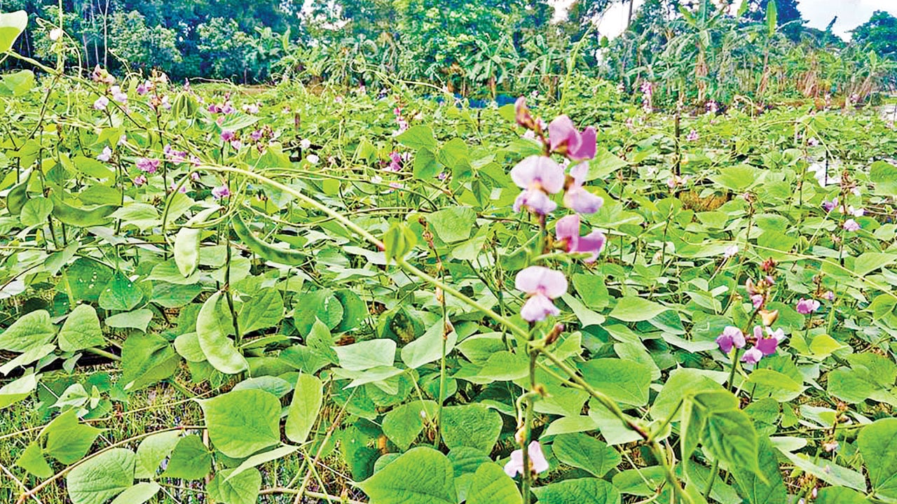 পাকুন্দিয়ায় আগাম শিম চাষে ঝুঁকছেন কৃষকরা