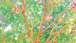 পাখির কলতানে মুখর অফিসপাড়া