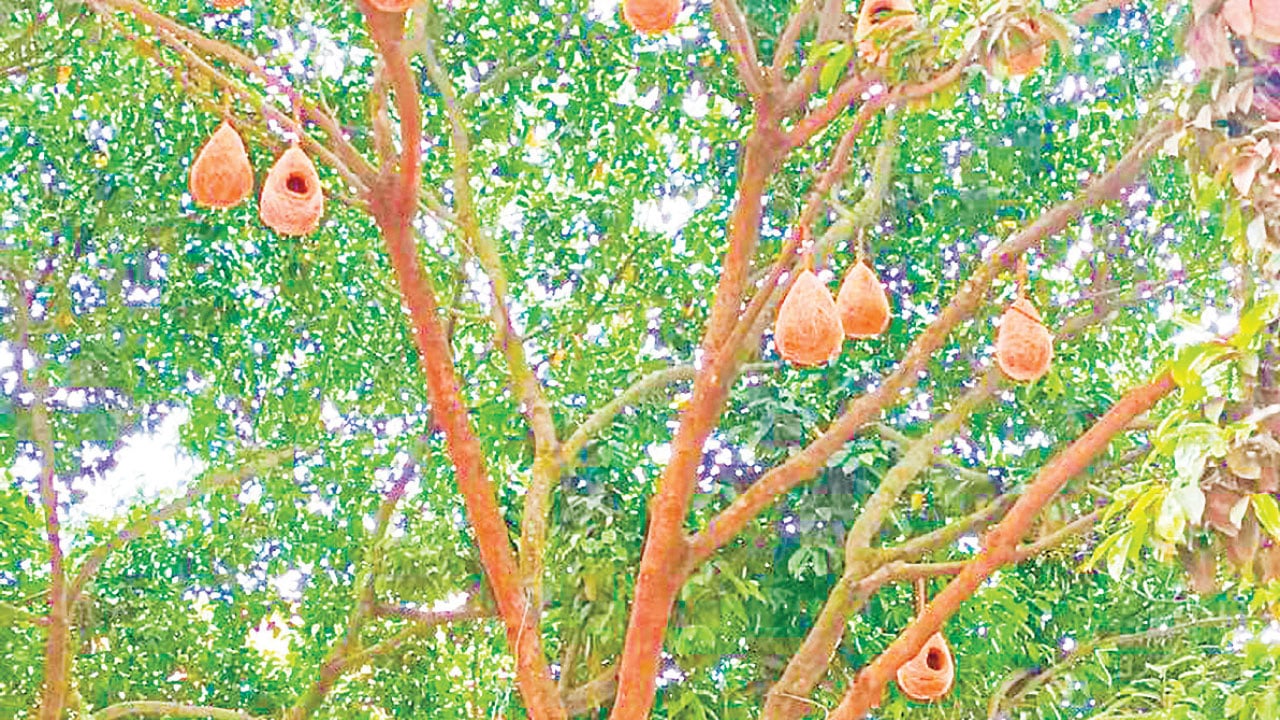 পাখির-কলতানে-মুখর-অফিসপাড়া