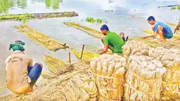 পাটের ন্যায্যমূল্যে কৃষকের মুখে হাসি