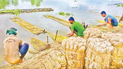 পাটের ন্যায্যমূল্যে কৃষকের মুখে হাসি