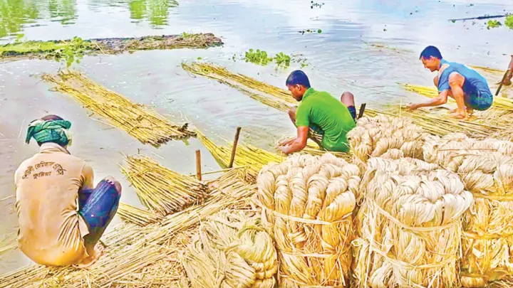 পাটের ন্যায্যমূল্যে কৃষকের মুখে হাসি