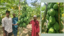 দেশে ফিরে পেঁপে চাষে সফল জুয়েল