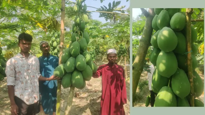 দেশে ফিরে পেঁপে চাষে সফল জুয়েল