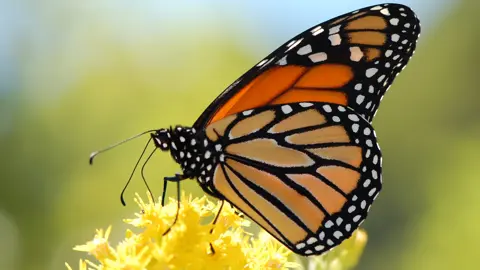 প্রজাপতি পা দিয়ে স্বাদ নেয়  