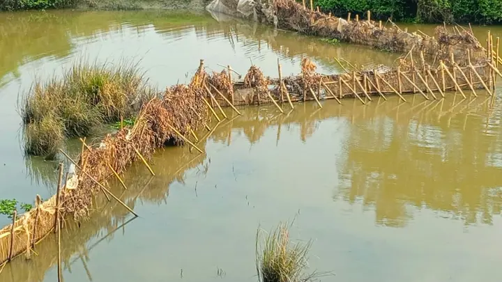 নদীতে বাঁশের বেড়া দিয়ে মাছ শিকার