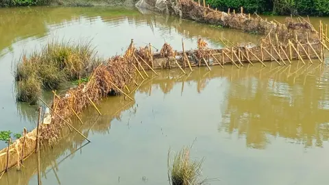নদীতে বাঁশের বেড়া দিয়ে মাছ শিকার