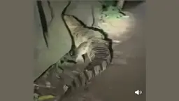 বন্দরে লোকালয়ে কুমির, এলাকায় আতঙ্ক