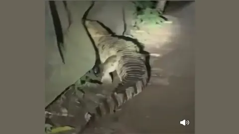 বন্দরে লোকালয়ে কুমির, এলাকায় আতঙ্ক
