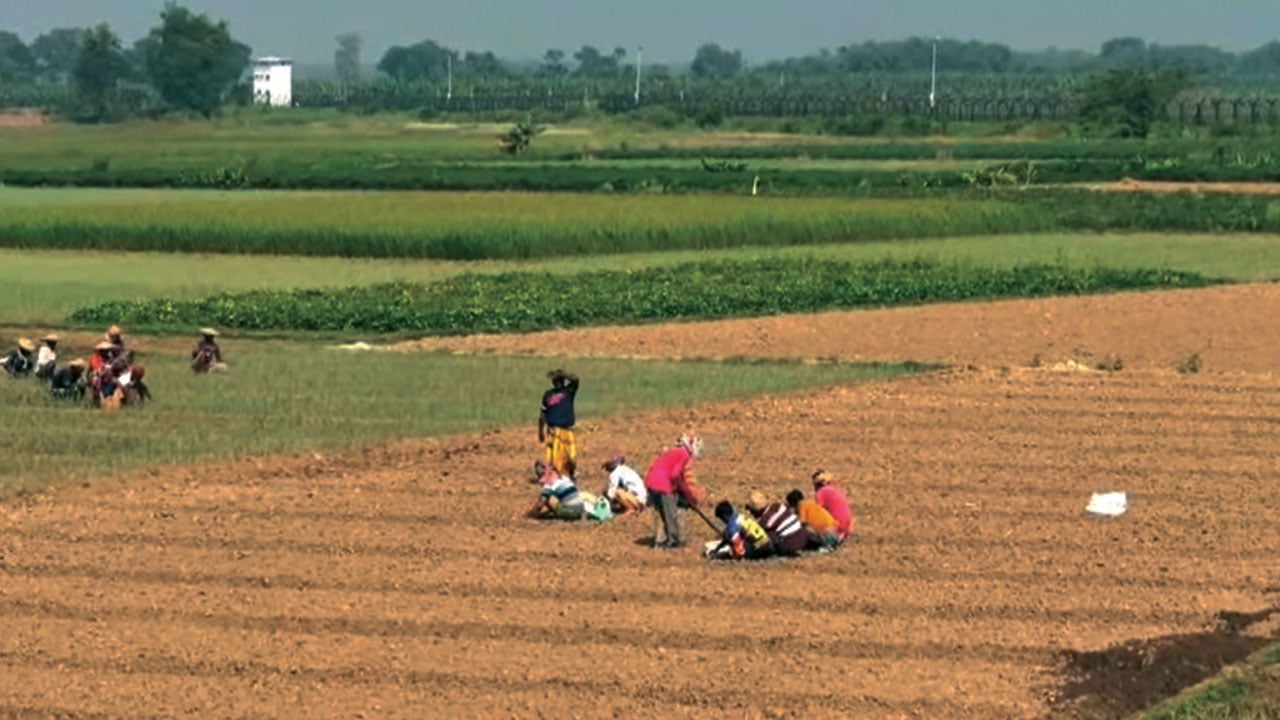 বন্যায় ক্ষতিগ্রস্ত ৬১ হাজার কৃষকের জন্য ২.২৪ কোটি টাকার বীজ