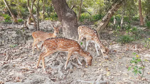 টেংরাগিরি ইকোপার্ক থেকে উধাও হচ্ছে হরিণ, নীরব বন বিভাগ
