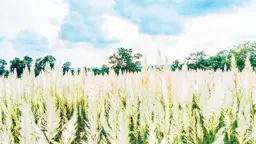 বর্ষার হাত ধরে শরৎ আসে