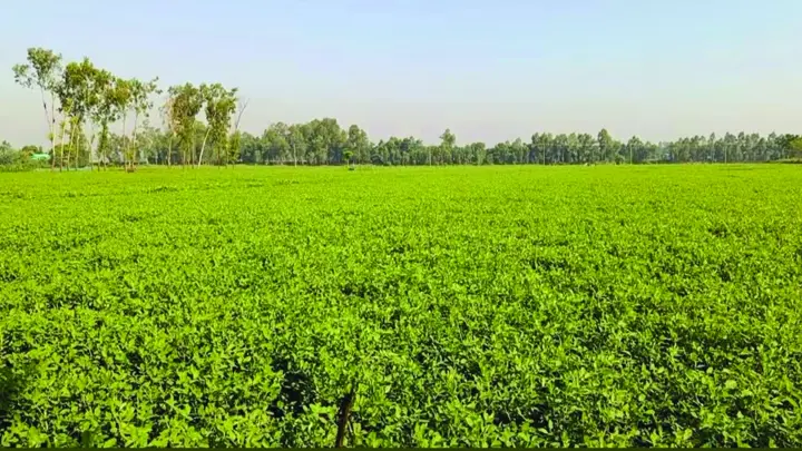 রাজিবপুরে বাদামের বাম্পার ফলনের সম্ভাবনা