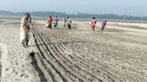 ধুনটে বাদাম চাষে সোনালি স্বপ্ন বুনছেন কৃষকেরা