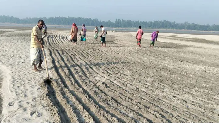 ধুনটে বাদাম চাষে সোনালি স্বপ্ন বুনছেন কৃষকেরা