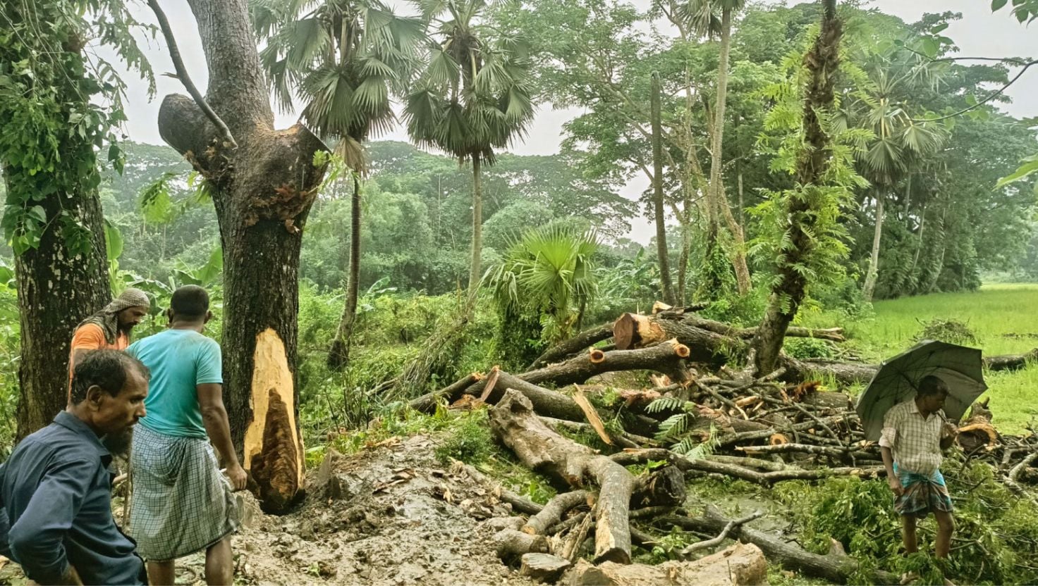 ফরিদগঞ্জে সরকারি গাছ বিক্রির অভিযোগে বিএনপি নেতার বিরুদ্ধে মামলা
