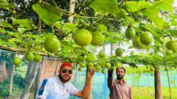 ভেড়ামারায় বিদেশি ফল আনারকলির চাষ