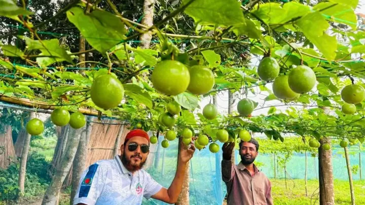 ভেড়ামারায় বিদেশি ফল আনারকলির চাষ