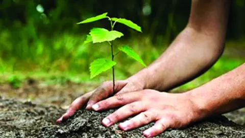 নলছিটিতে বৃক্ষরোপণ না করেই ভুয়া প্রতিবেদন 