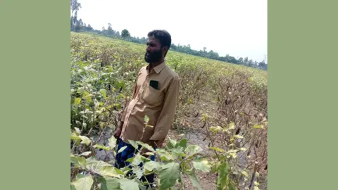 বীরগঞ্জে বেগুন ক্ষেতে বিষ দিয়ে লক্ষাধিক টাকার ক্ষতি 