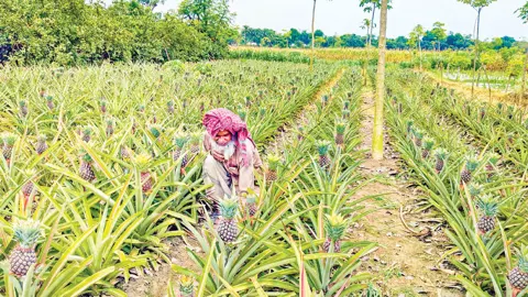বড়াইগ্রামে আনারস চাষে ভালো ফলন, কাঙ্ক্ষিত দামে খুশি চাষি