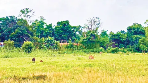 ভারত-বাংলাদেশের মালিকানার দ্বন্দ্ব মীমাংসা হয়নি ৭৯ বছরেও