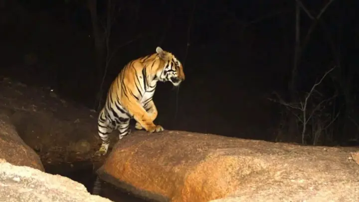 ভারতীয় বাঘ আতঙ্কে নির্ঘুম রাত কাটে হাতীবান্ধা সীমান্তবাসীর