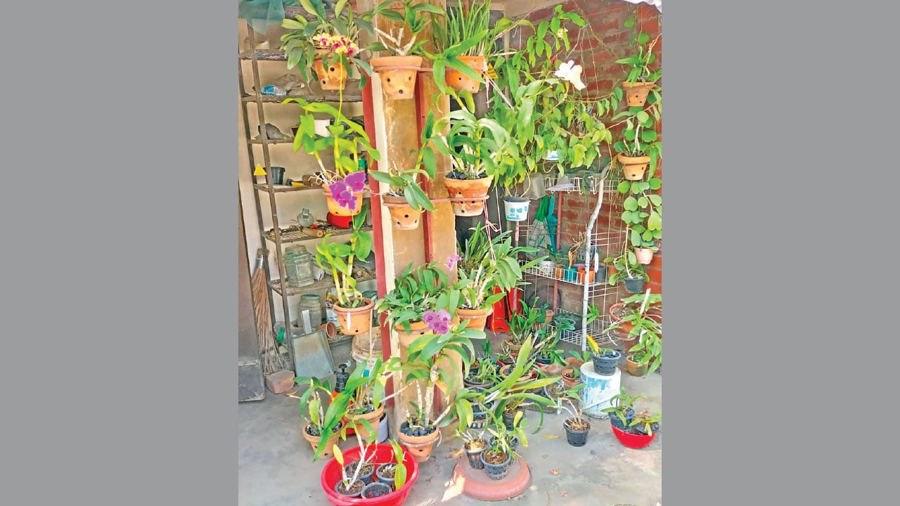 ভারী-বৃষ্টিতে-বাগানের-যত্ন-2