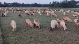 ফেনী নদীর হাজার একর সরকারি জমি দখলদারদের কবলে