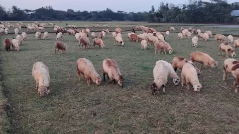 ফেনী নদীর হাজার একর সরকারি জমি দখলদারদের কবলে
