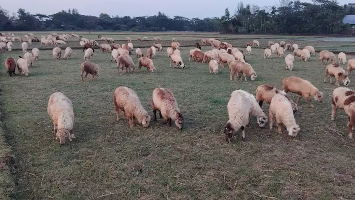 ফেনী নদীর হাজার একর সরকারি জমি দখলদারদের কবলে