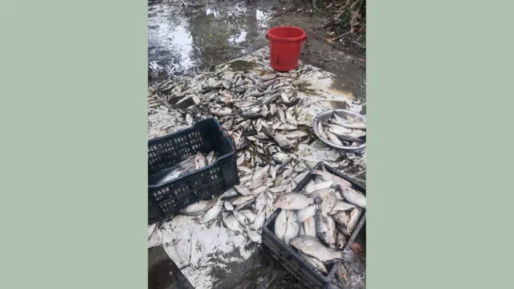 ৩য় দফায় পুকুরে বিষ দিয়ে সাড়ে ৩ লাখ টাকার মাছ নিধন