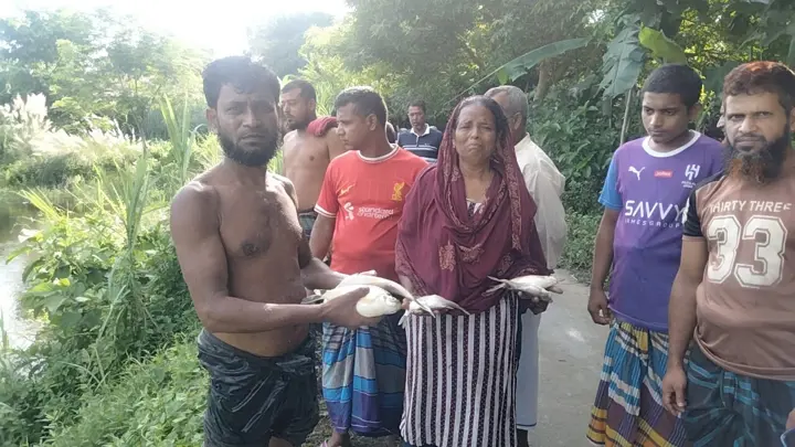 পুকুরে বিষ দিয়ে আড়াই লাখ টাকার মাছ নিধন